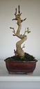 *GI 5. Ginkgo biloba 120 euros con envio gratis peninsula.