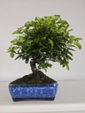 *PY 13. Pyracantha 100 euros con envio gratis peninsula.