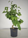 *GI 21 Ginkgo 70 euros con envio gratis peninsula.