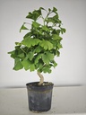 *GI 23 Ginkgo 70 euros con envio gratis peninsula.