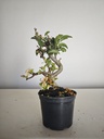 *M 20 Malus sargentii 55 euros con envio gratis peninsula.