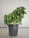 *Gi 28 Ginkgo 280 euros con envio gratis peninsula.