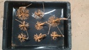 H 4. Ficus carica, 65 euros con envio gratis peninsula.