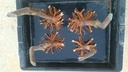 T 5. Tamarix, 65 euros con envio gratis peninsula.