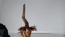 H 13 Ficus carica 120 euros con envio gratis peninsula.