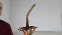 B 9. Acer buergerianum, 120 euros con envio gratis peninsula.