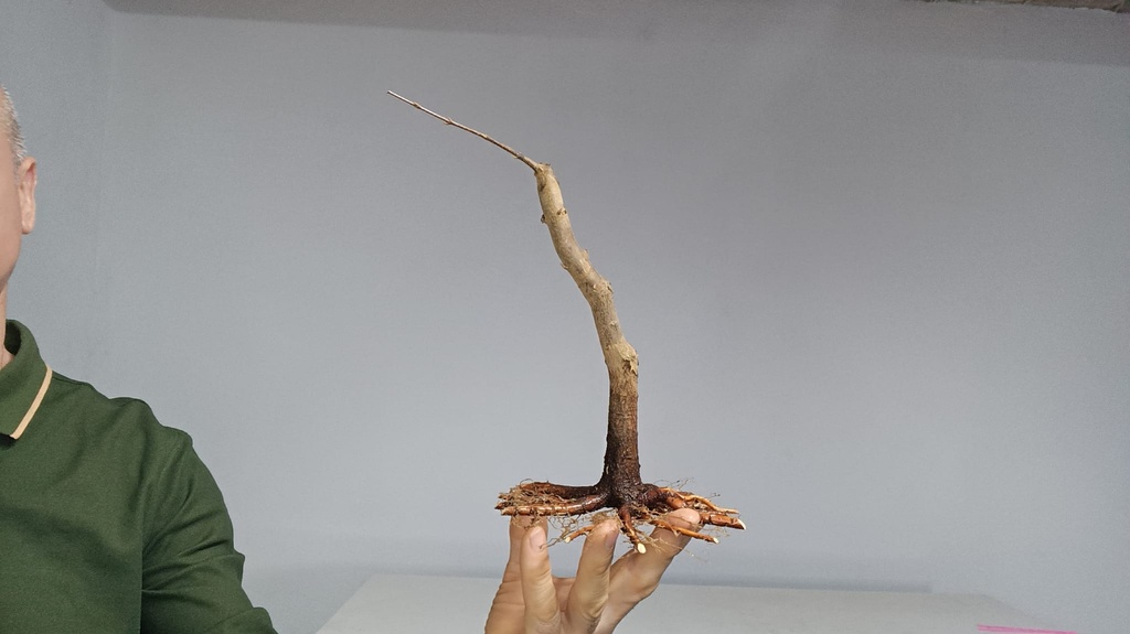 B 12. Acer buergerianum 120 euros con envio gratis peninsula.