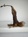 R 1. Ficus retusa 120 euros con envio gratis peninsula. R 1. Ficus retusa 120 euros con envio gratis peninsula. R 1. Ficus retusa 120 euros con envio gratis peninsula. R 1. Ficus retusa 120 euros con envio gratis peninsula. R 2. Ficus retusa 120 euros con envio gratis peninsula.