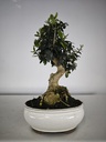 *O 15. Olea Sylvestris 66 euros con envio gratis peninsula.