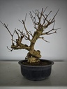 *E 1. Euonymus sp. 250 euros con envio gratis peninsula.