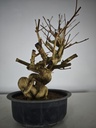 *E 1. Euonymus sp. 250 euros con envio gratis peninsula.