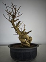 *E 1. Euonymus sp. 250 euros con envio gratis peninsula.