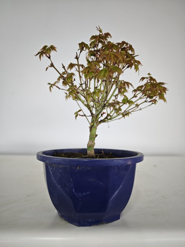 * k 1. Acer palmatum kiyohime 100 euros con envio gratis peninsula.