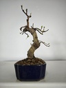 *Ch 3. Chaenomeles 250 euros con envio gratis peninsula.