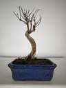 *M 1. Metasequoia 95 euros con envio gratis peninsula-