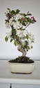 *M 3. Malus 100 euros con envio gratis peninsula.