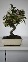 *M 5. Malus 100 euros con envio gratis peninsula.