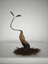 R 4. Ficus retusa 150 euros con envio gratis peninsula.