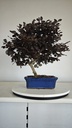 *L 22. Loropetalum 85 euros con evio gratis peninsula.