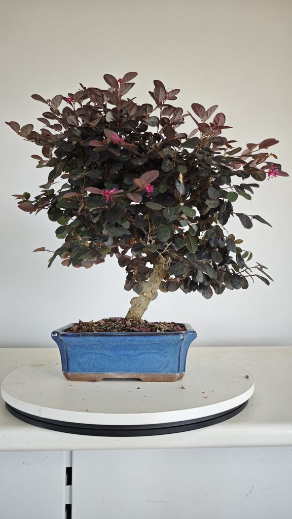 *L 24. Loropetalum 75 euros con evio gratis peninsula.