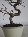 *Cr 1. Crataegus cuneata 180 euros con envio gratis peninsula.
