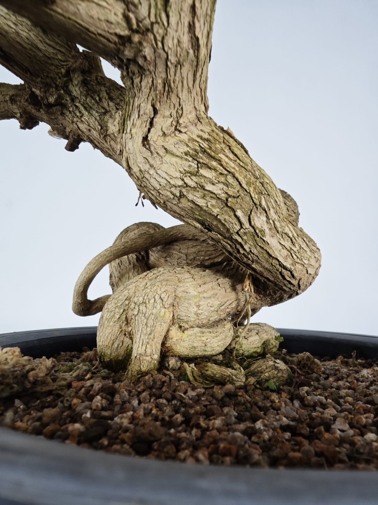 *E 1. Euonymus sp. 250 euros con envio gratis peninsula.