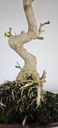 *GI 5. Ginkgo biloba 120 euros con envio gratis peninsula.