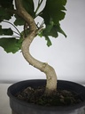 *GI 24 Ginkgo 70 euros con envio gratis peninsula.