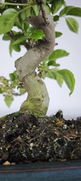 *M 2. Malus 100 euros con envio gratis peninsula.