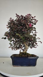*L 21. Loropetalum 75 euros con evio gratis peninsula.