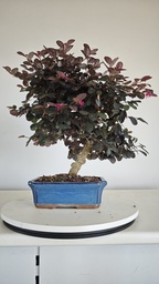 *L 24. Loropetalum 75 euros con evio gratis peninsula.